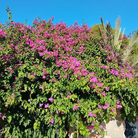 Marsol Recoleta 公寓 托雷维耶哈